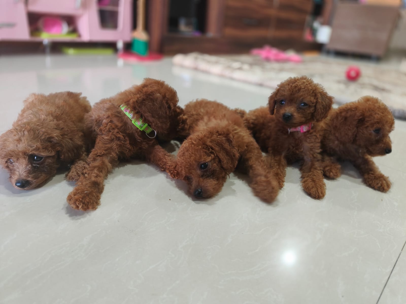 cute poodle pups